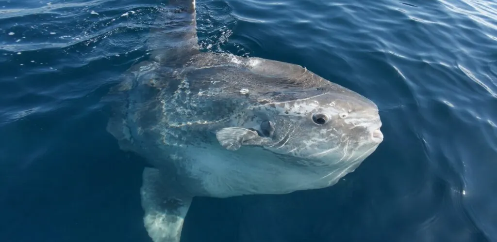 Un gigante degli oceani avvistato al largo di Achill Island