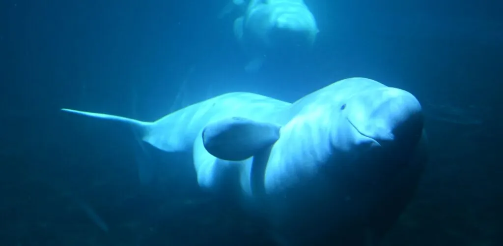 Irlanda – Un beluga filmato nel Donegal: un’eccezionale apparizione artica